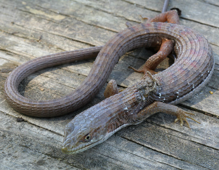 Southern Alligator Lizard